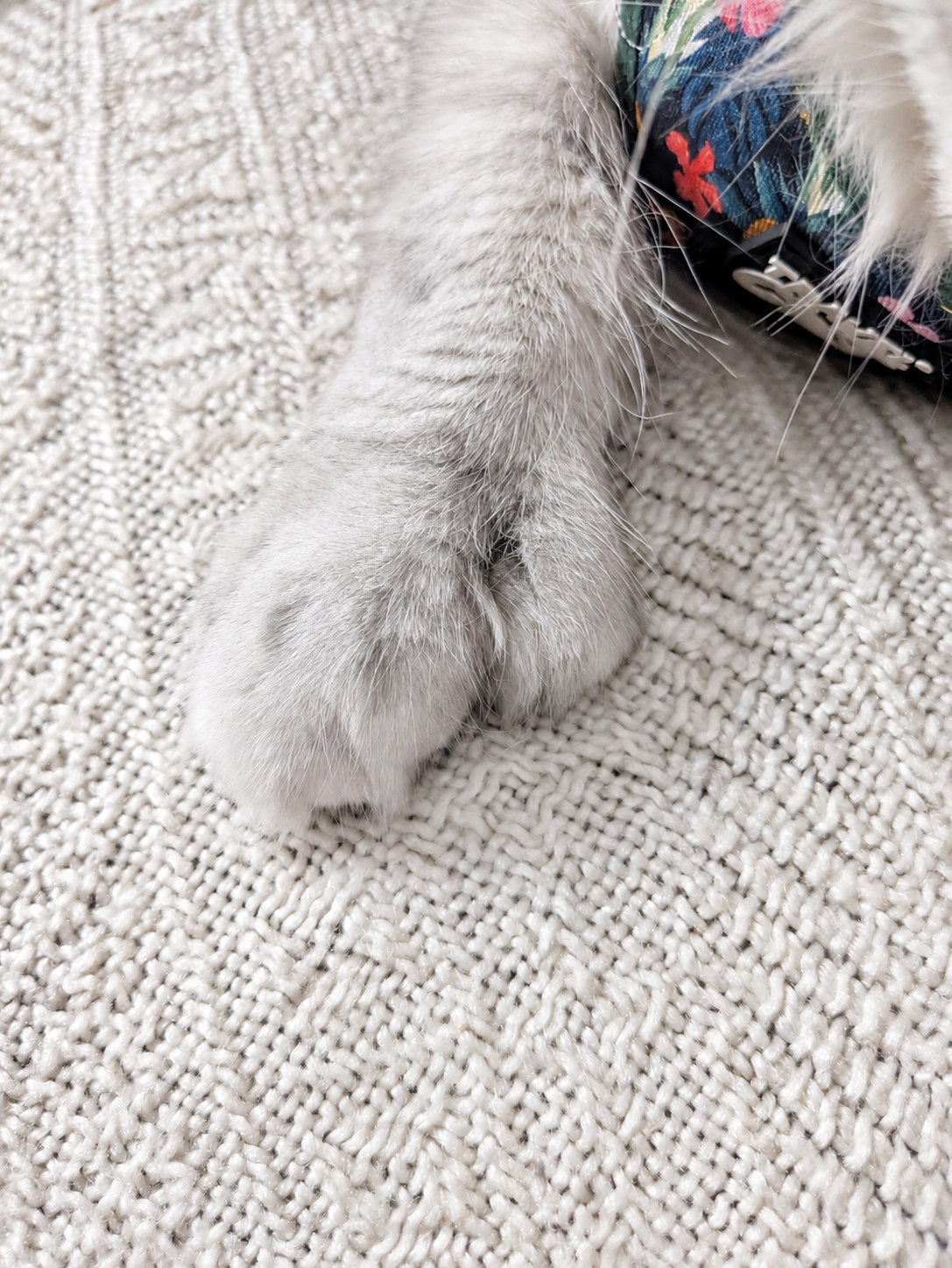 Patte antérieure polydactyle d'Alohomora